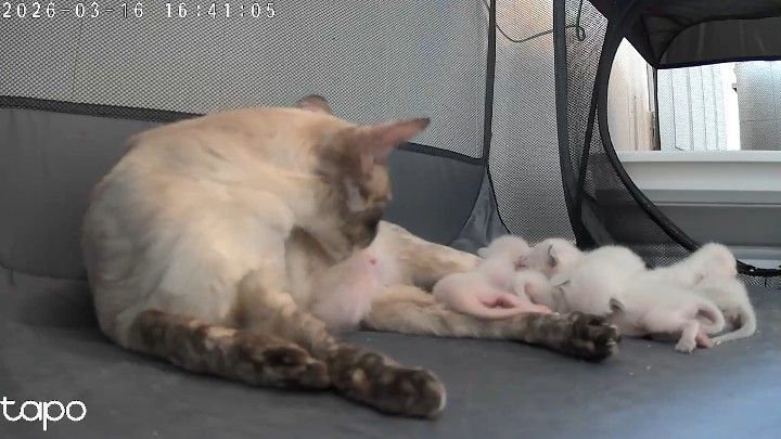Mama Chili nursing her kittens