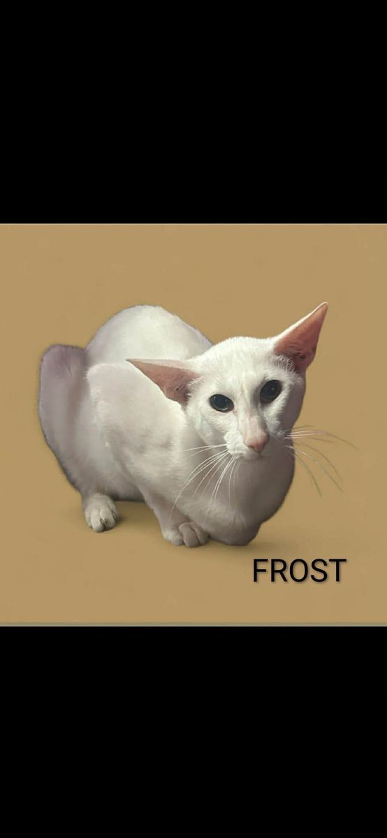 Frost - White Oriental Shorthair