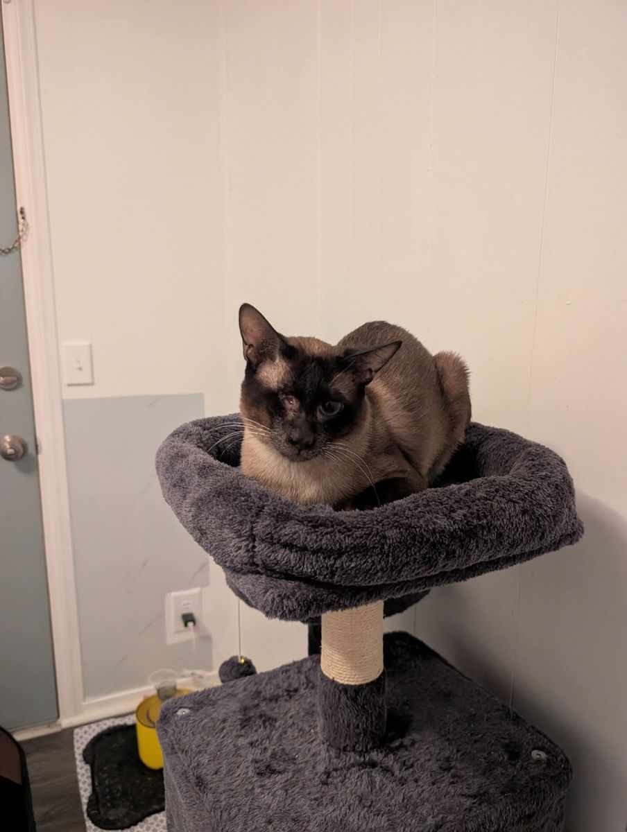 Cat on cat tree